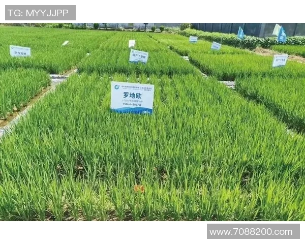 因莫比莱效果持续，胶州市成功引进全毒蒿胺水稻品种